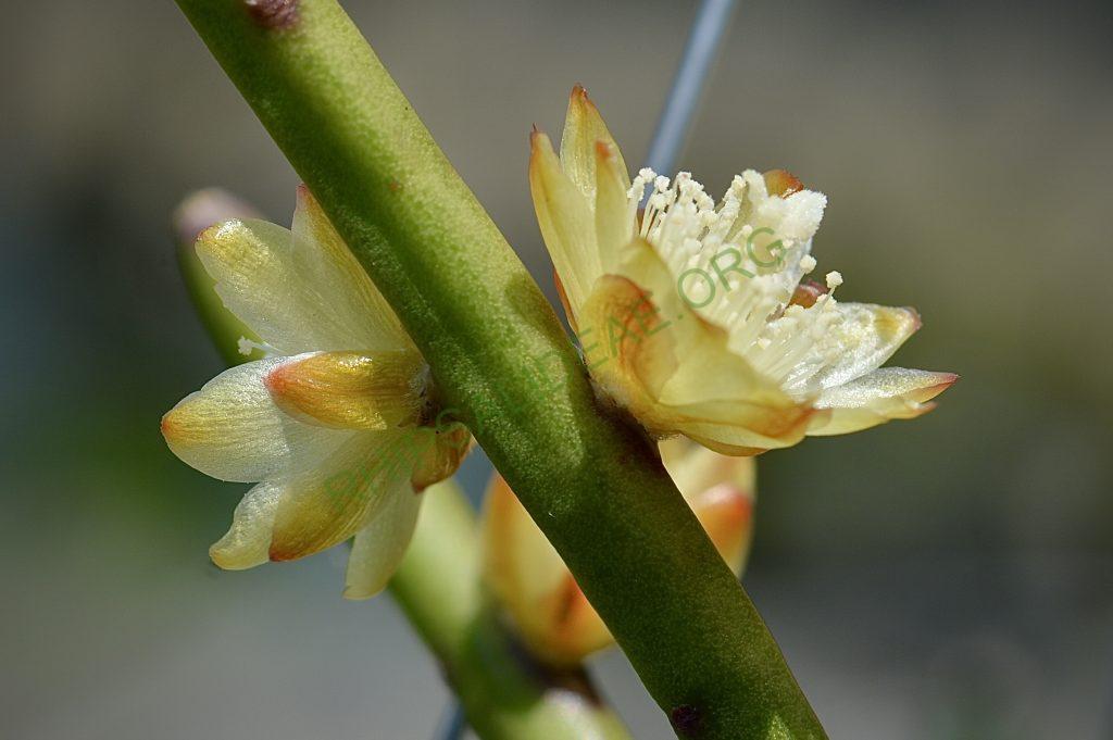 Rhipsalis dissimilis f. dissimilis, possibly reduced synonym Rhipsalis rigida