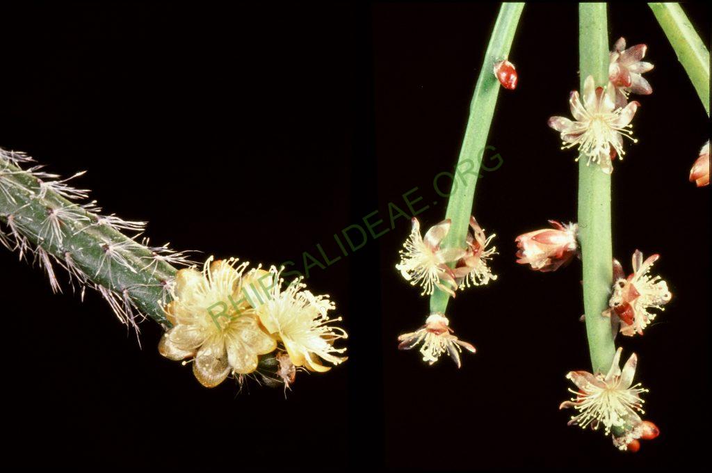 Left: Rhipsalis dissimilis f. dissimilis, possibly the reduced synonym Rhipsalis setulosa, Right: Rhipsalis dissimilis f. dissimilis, © W. Barthlott, Lotus-Salvinia.de