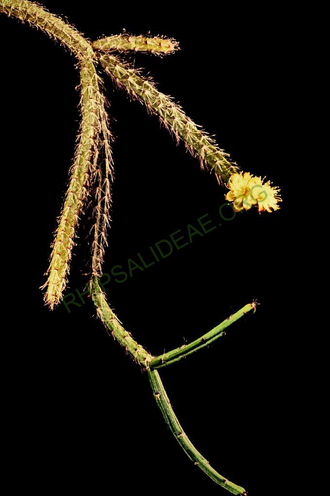 Rhipsalis dissimilis f. dissimilis, possibly the reduced synonym Rhipsalis setulosa, © W. Barthlott, Lotus-Salvinia.de
