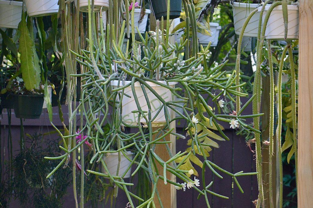 Rhipsalis neves-armondii f. megalantha
