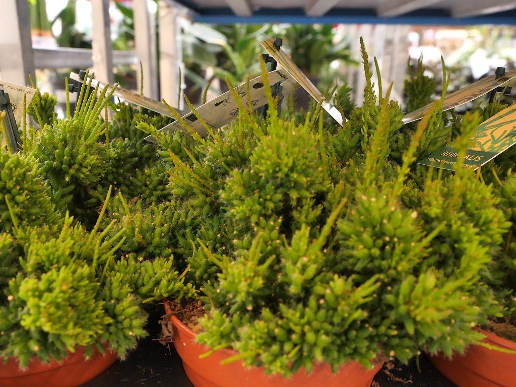 Rhipsalis mesembryanthemoides