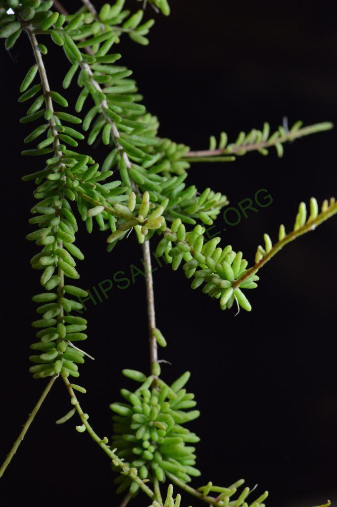 Rhipsalis mesembryanthemoides
