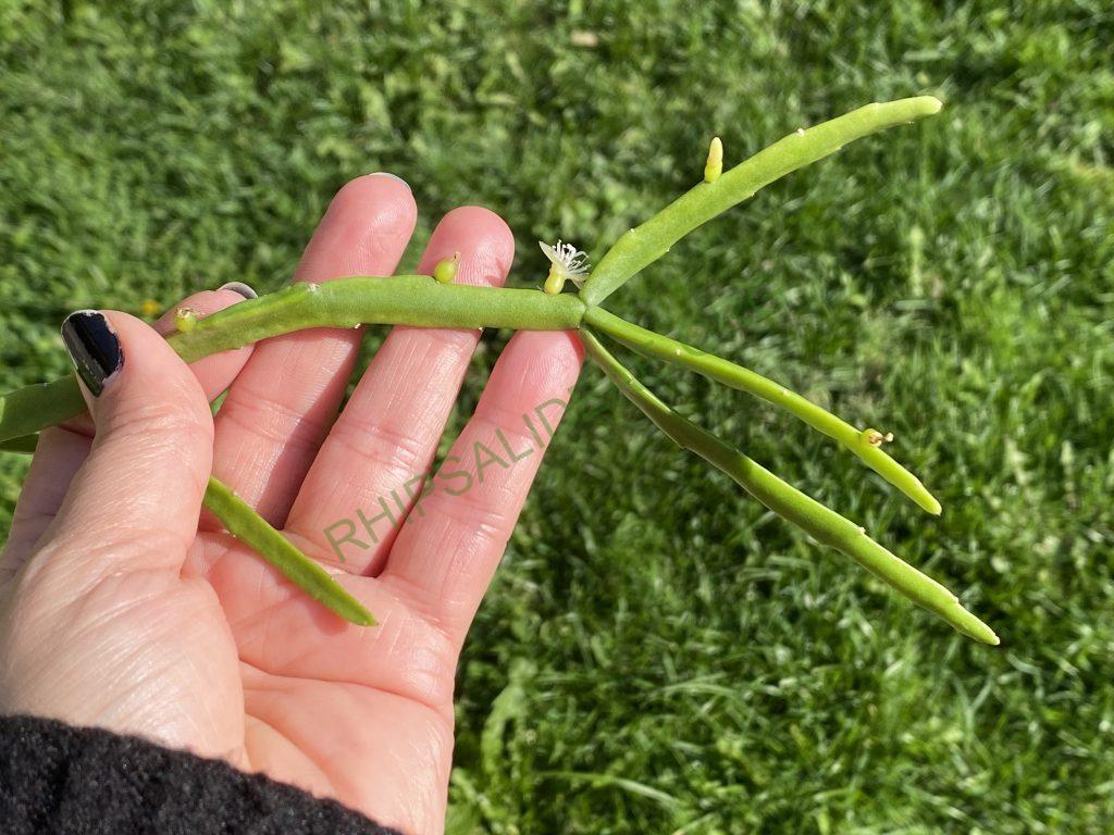 Rhipsalis micrantha f. micrantha