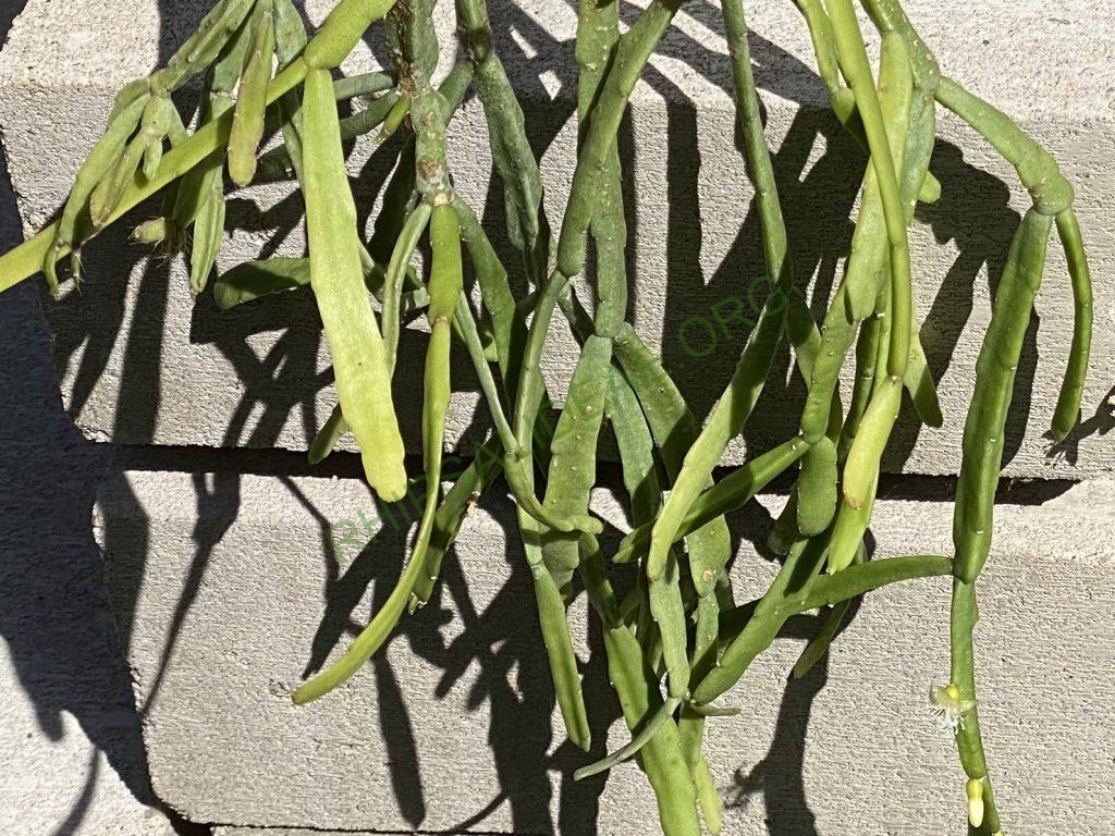 Rhipsalis micrantha f. micrantha