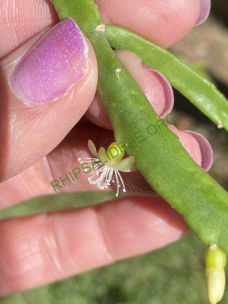 Rhipsalis micrantha f. micrantha