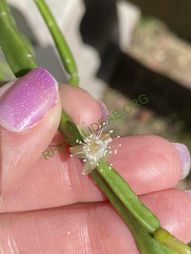 Rhipsalis micrantha f. micrantha
