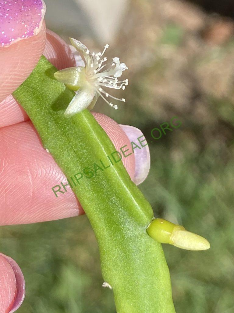 Rhipsalis micrantha f. micrantha