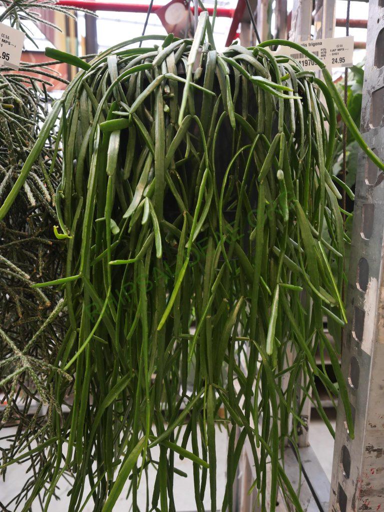 Rhipsalis micrantha f. micrantha