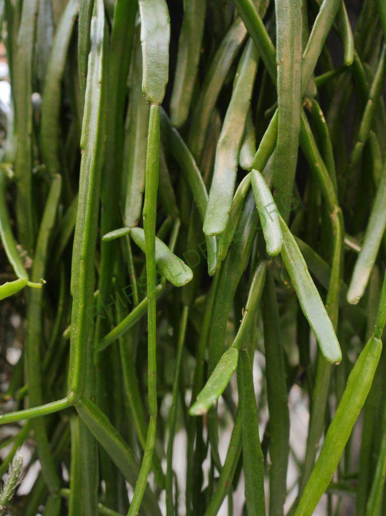 Rhipsalis micrantha f. micrantha