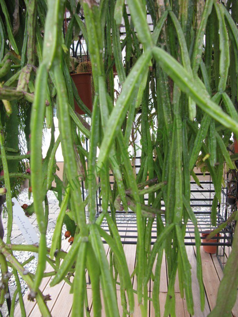 Rhipsalis micrantha f. kirbergii