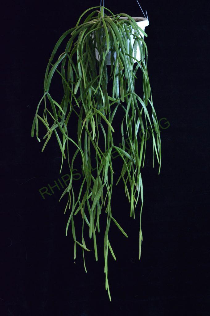 Rhipsalis micrantha f. micrantha