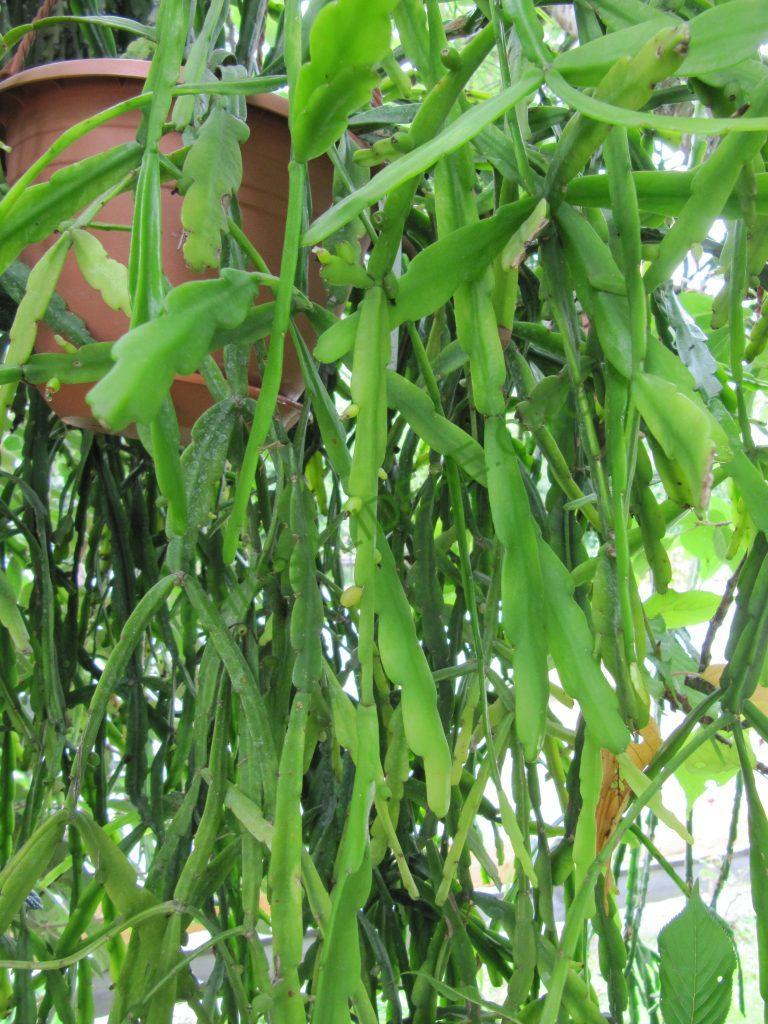 Rhipsalis micrantha f. rauhiorum