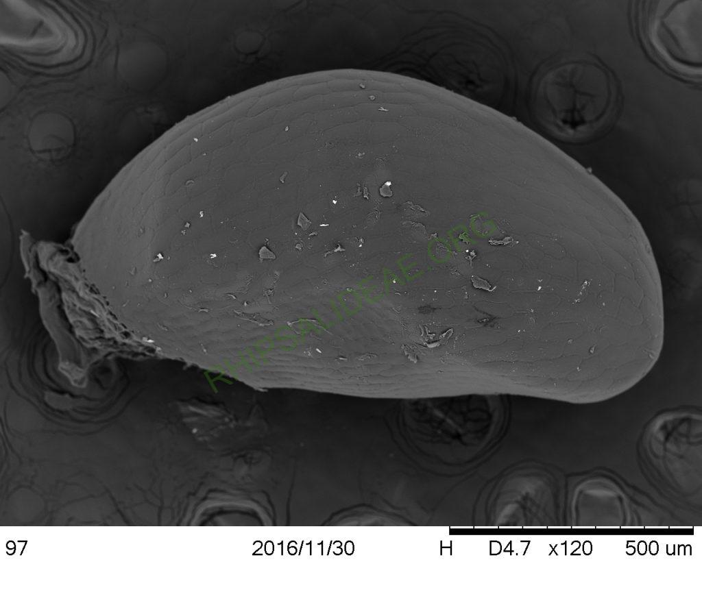Rhipsalis neves-armondii f. neves-armondii, Petrópolis, Rio de Janeiro, Brazil, SEM of seed