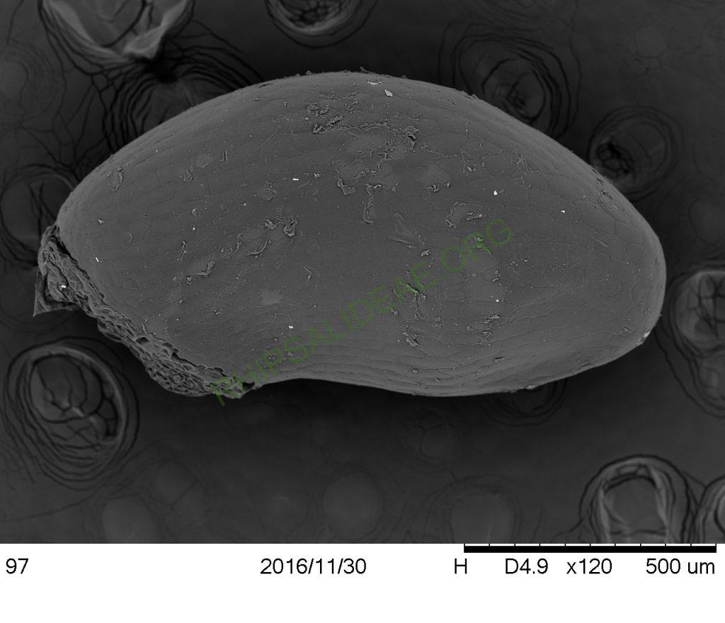 Rhipsalis neves-armondii f. neves-armondii, Petrópolis, Rio de Janeiro, Brazil, SEM of seed