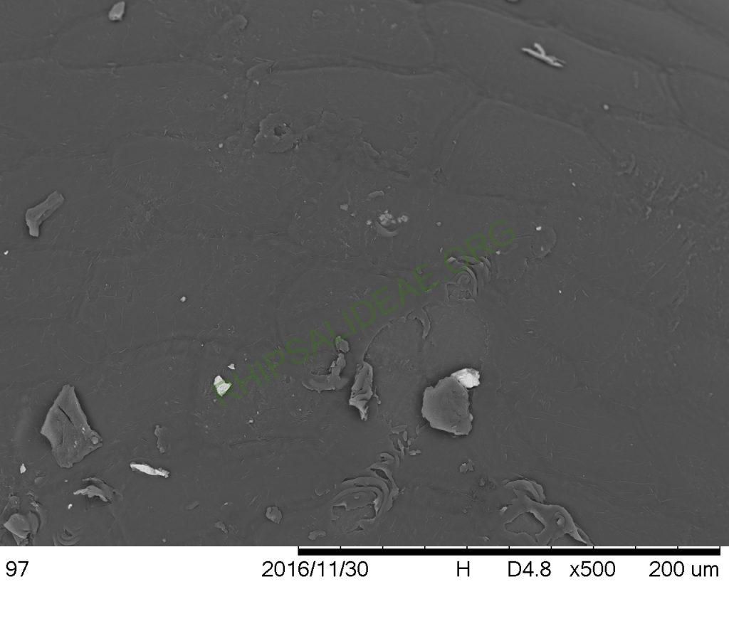 Rhipsalis neves-armondii f. neves-armondii, Petrópolis, Rio de Janeiro, Brazil, SEM of seed