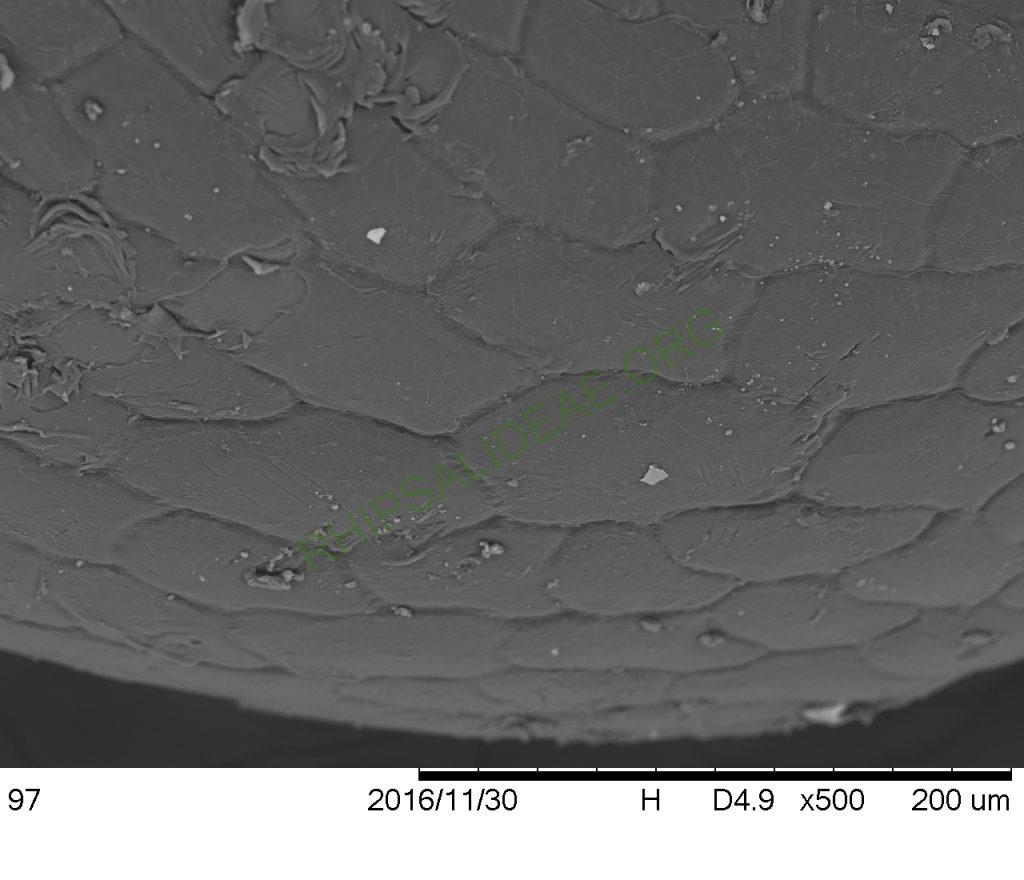 Rhipsalis neves-armondii f. neves-armondii, Petrópolis, Rio de Janeiro, Brazil, SEM of seed