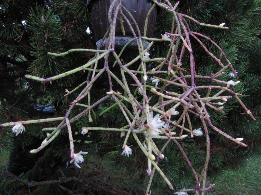 Rhipsalis neves-armondii f. neves-armondii, AH 686, Petrópolis, Rio de Janeiro, Brazil