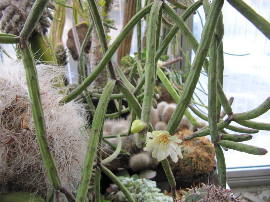 Rhipsalis neves-armondii f. megalantha