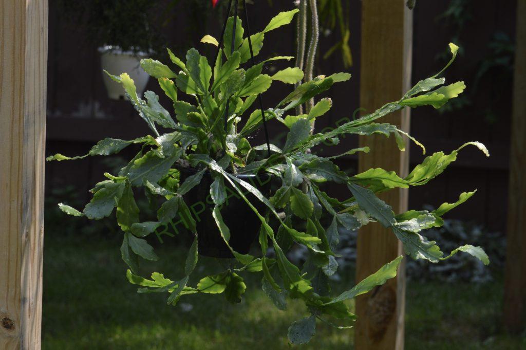 Rhipsalis oblonga