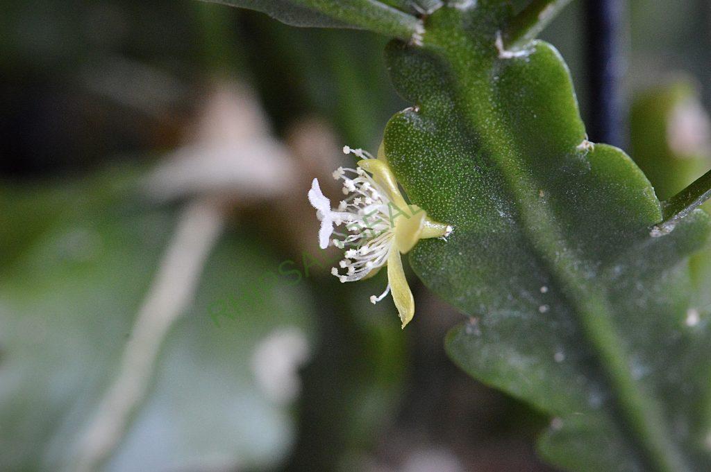 Rhipsalis oblonga