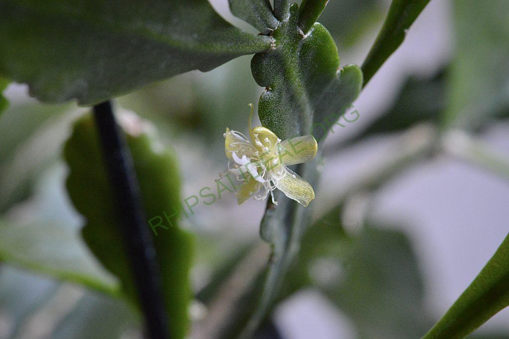 Rhipsalis oblonga
