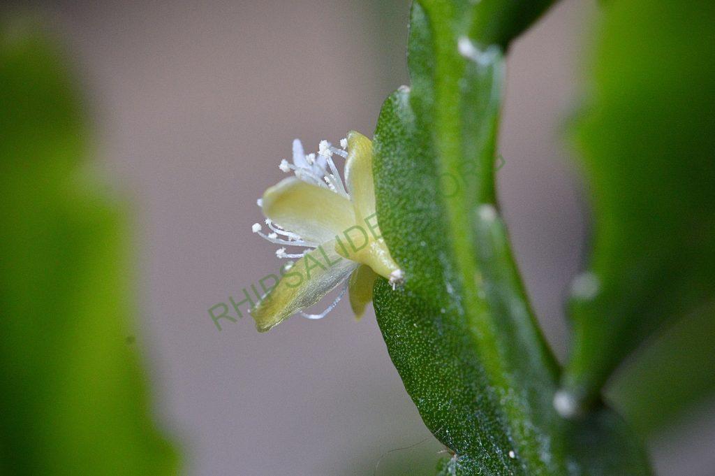 Rhipsalis oblonga