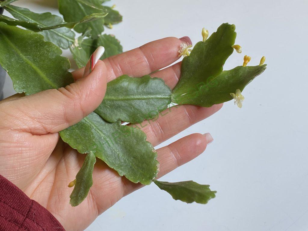 Rhipsalis oblonga
