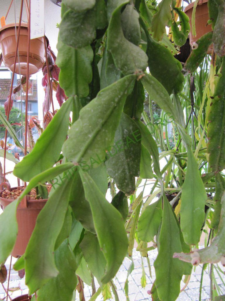 Rhipsalis olivifera, AH 569, Serra dos Orgãos, Rio de Janeiro, Brazil