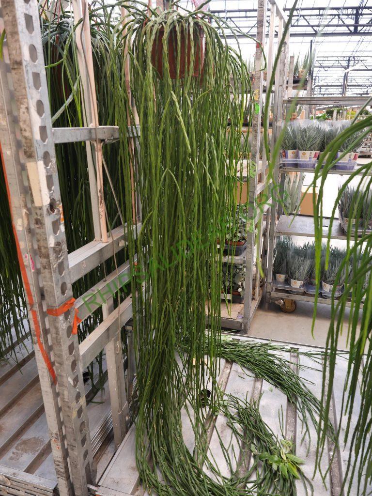 Rhipsalis pacheco-leonis subsp. catenulata