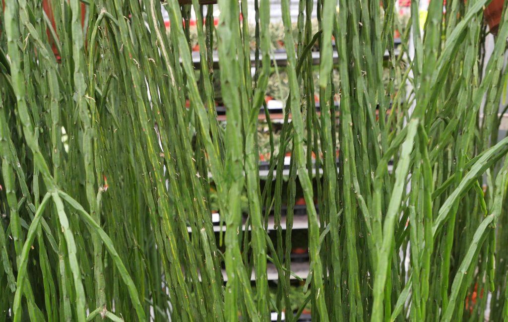 Rhipsalis pacheco-leonis subsp. catenulata