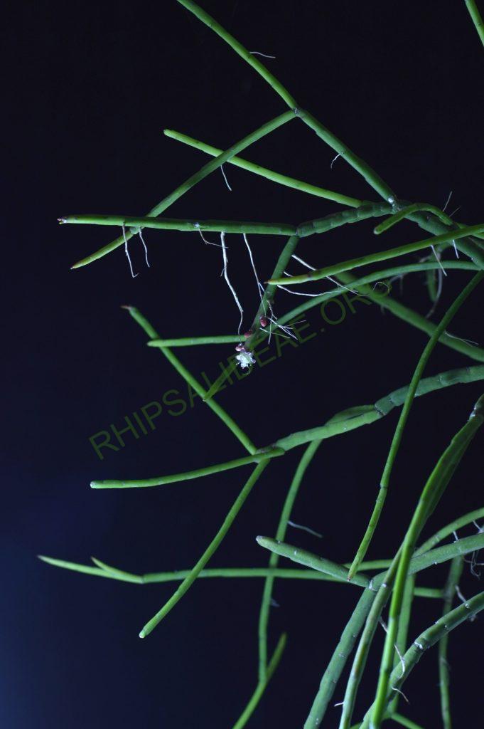 Rhipsalis pacheco-leonis subsp. pacheco-leonis