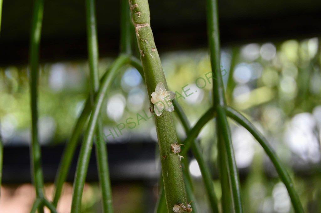 Rhipsalis pacheco-leonis subsp. pacheco-leonis