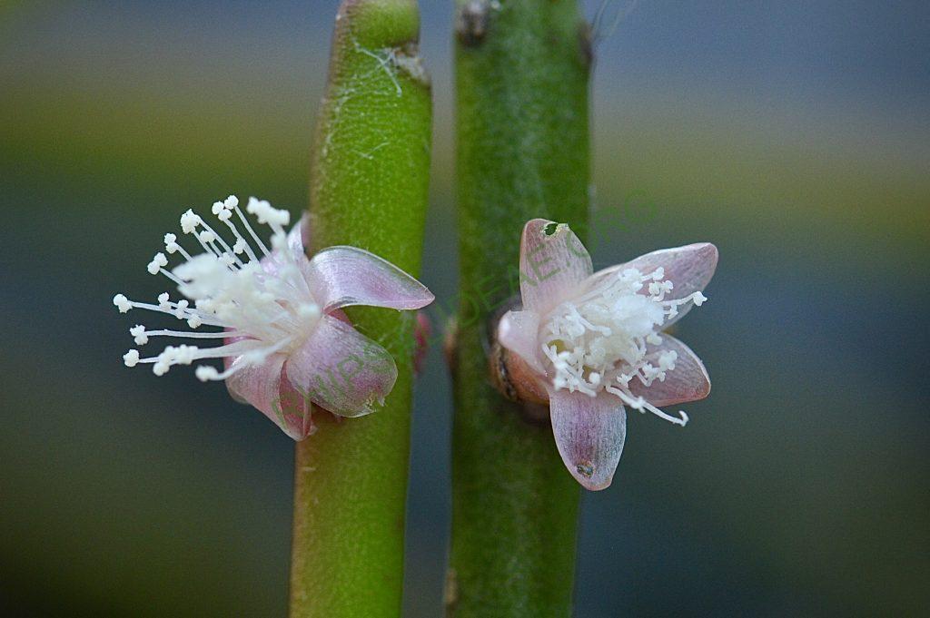 Rhipsalis pacheco-leonis subsp. pacheco-leonis