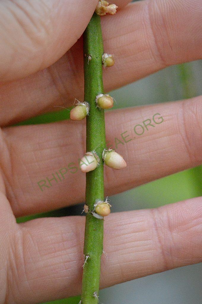 Rhipsalis pacheco-leonis subsp. pacheco-leonis