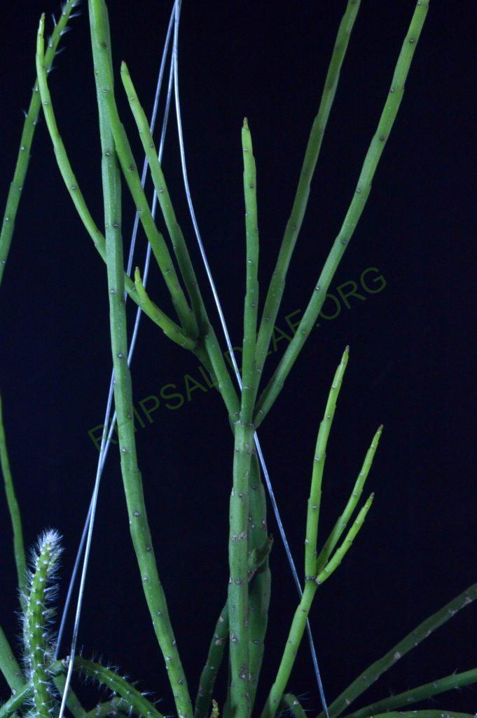 Rhipsalis pacheco-leonis subsp. pacheco-leonis