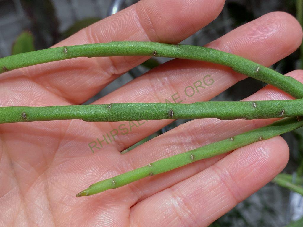 Rhipsalis pacheco-leonis subsp. pacheco-leonis