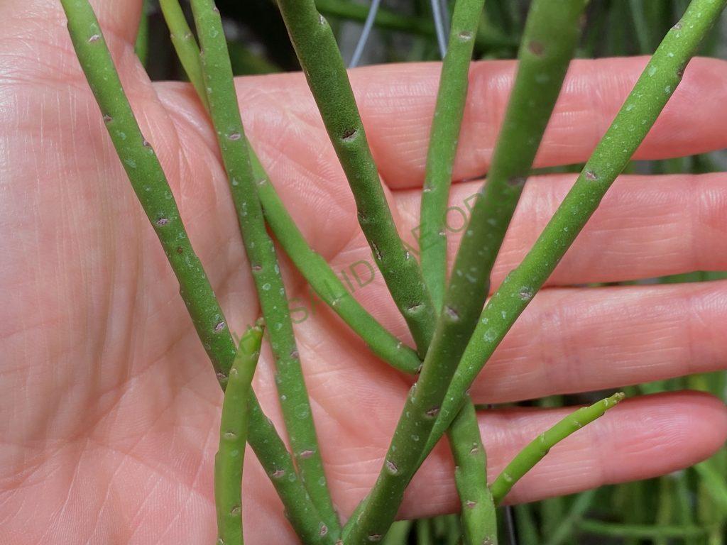Rhipsalis pacheco-leonis subsp. pacheco-leonis