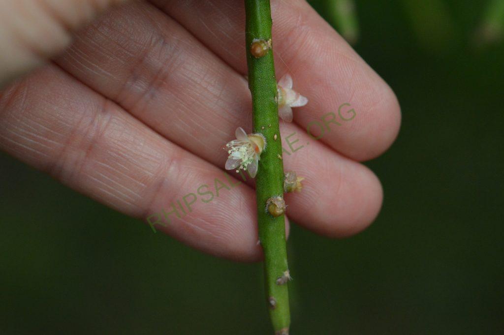 Rhipsalis pacheco-leonis subsp. pacheco-leonis