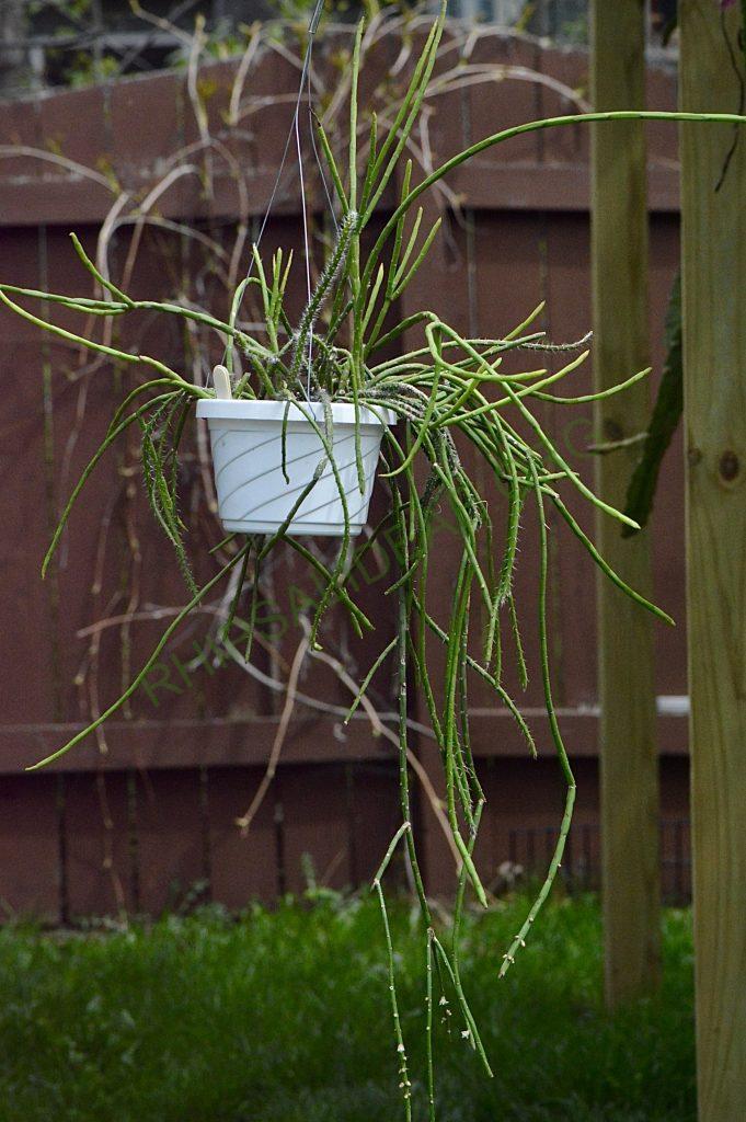 Rhipsalis pacheco-leonis subsp. pacheco-leonis