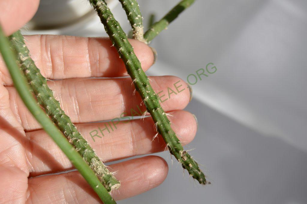 Rhipsalis pacheco-leonis subsp. pacheco-leonis