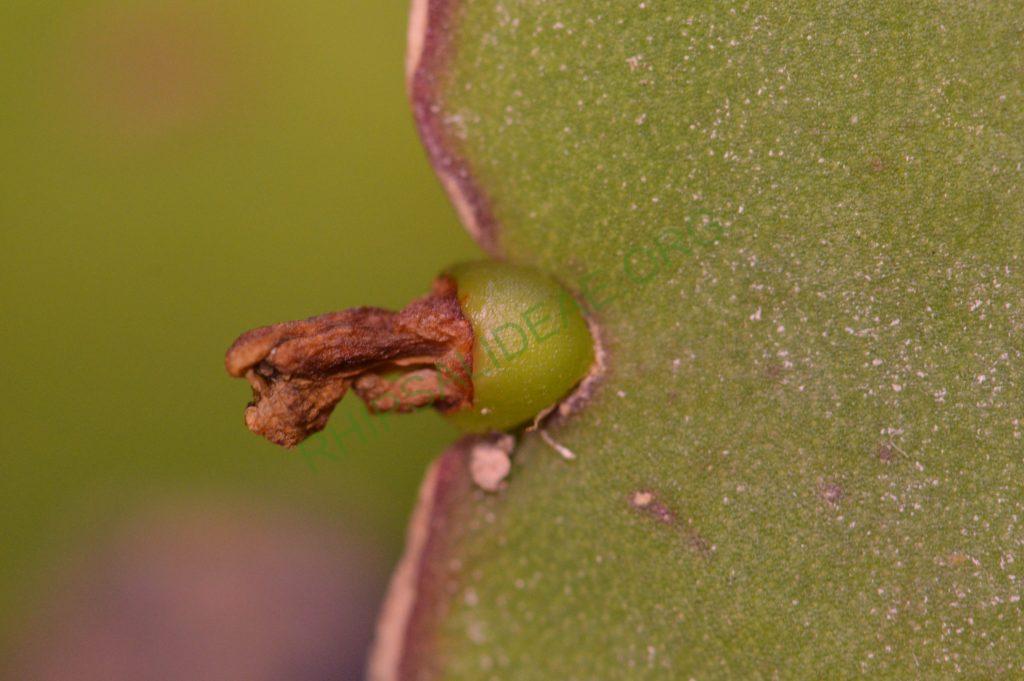Rhipsalis pachyptera