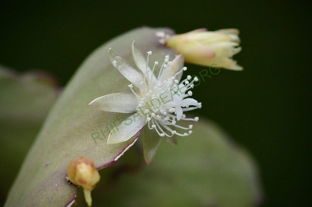 Rhipsalis pachyptera