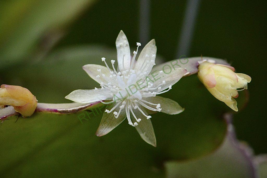 Rhipsalis pachyptera