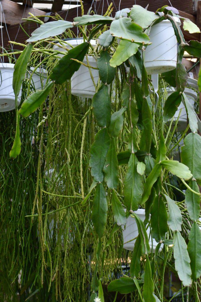 Rhipsalis pachyptera