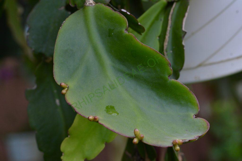 Rhipsalis pachyptera
