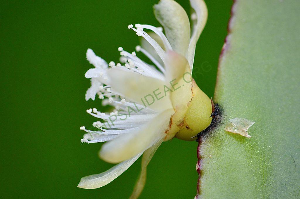 Rhipsalis pachyptera