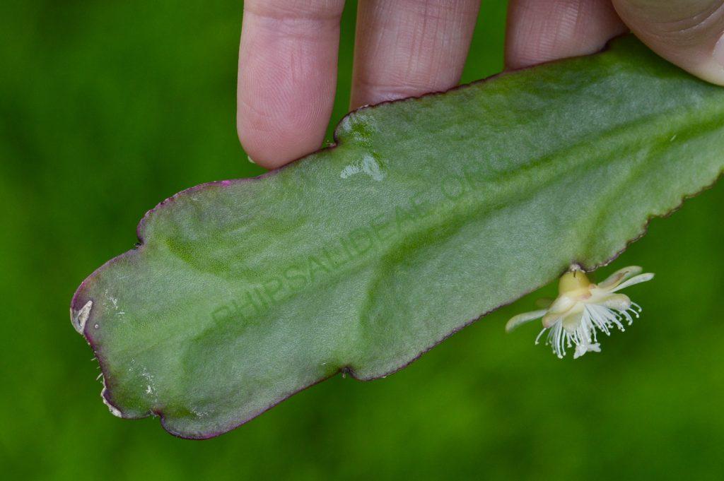 Rhipsalis pachyptera