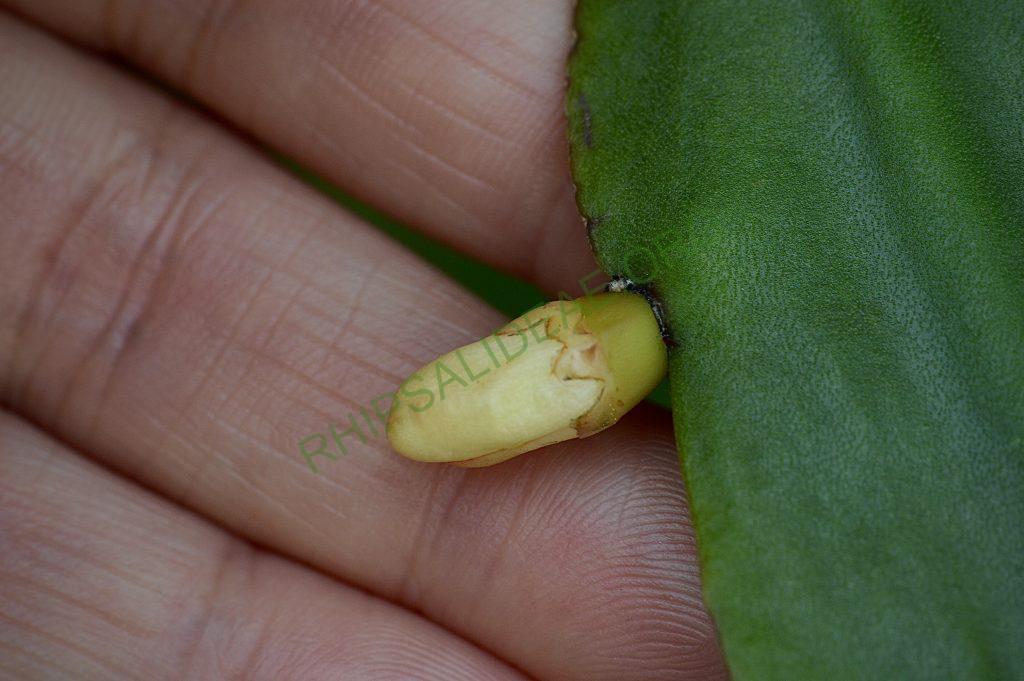 Rhipsalis pachyptera