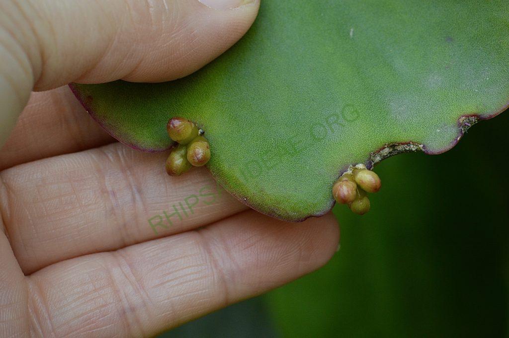 Rhipsalis pachyptera