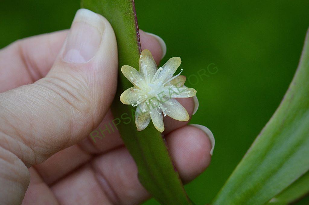 Rhipsalis pachyptera